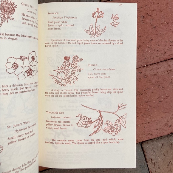 1971 Marginal Way Guide To Natural History Of Seacoast Area Maine New England - Picture 3 of 12